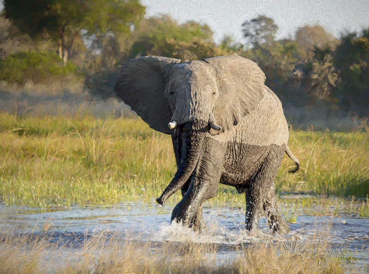 African Elephant with a distinct tidelinesplashing in a shallow lagoon.