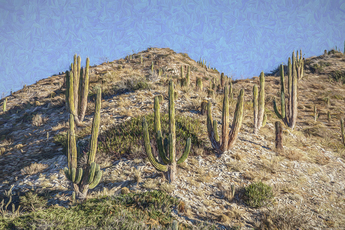 Giant Cordon Cactus