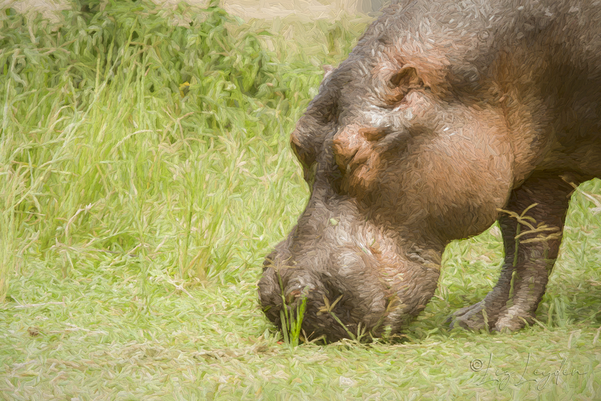 Grazing Hippopotamus