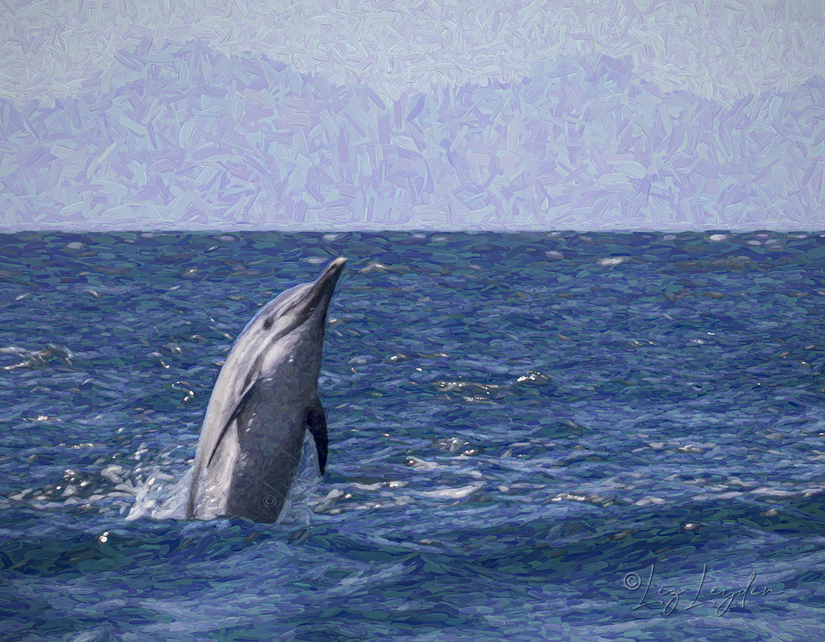 Long-beaked Common Dolphin, spy-hopping