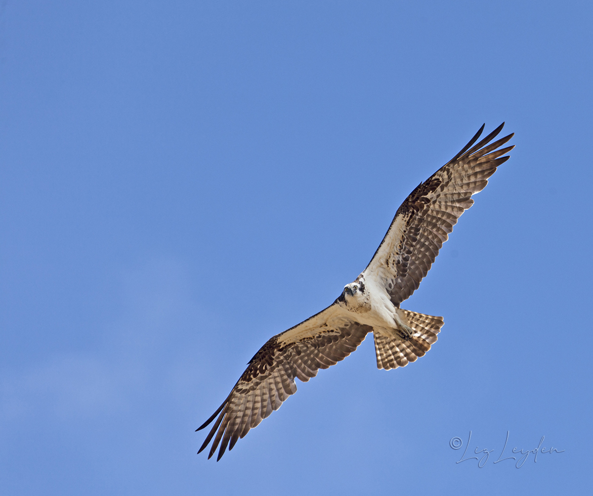 Osprey in flight against a clear, blue sky