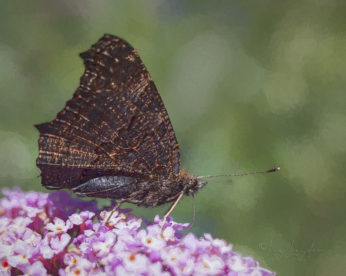 Peacock Butterfly, Inachis io, on a Buddleja flower.