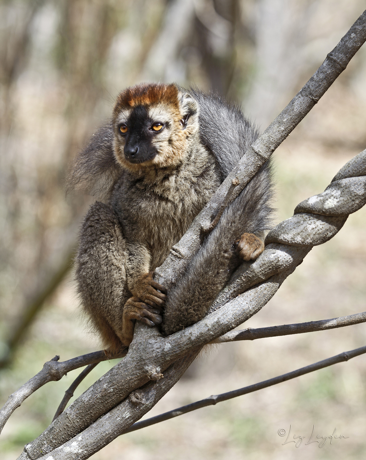 Red-fronted lemur sitting on a branch