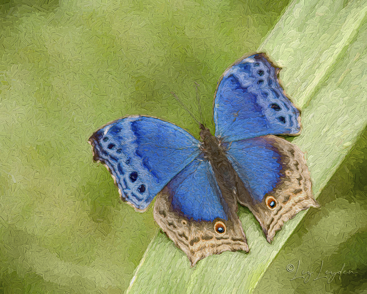 Blue Salamis butterfly