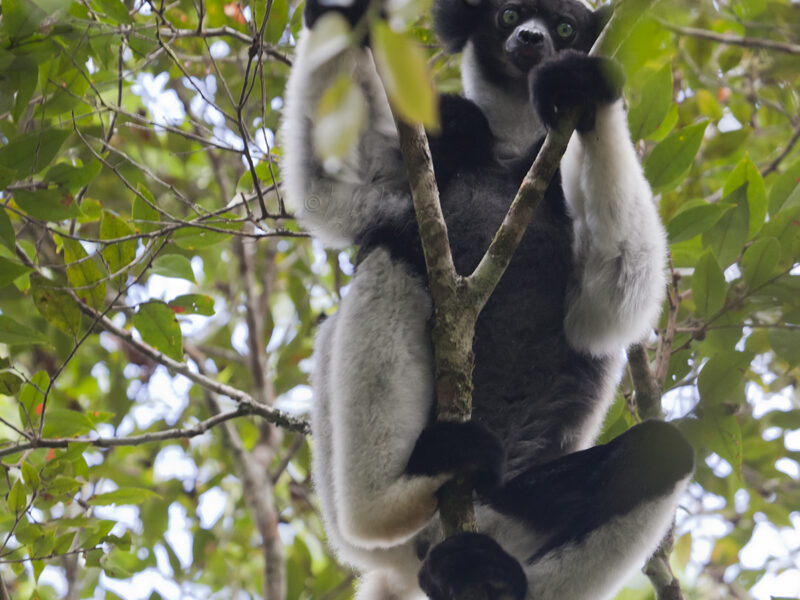 Indri Indri in a tree