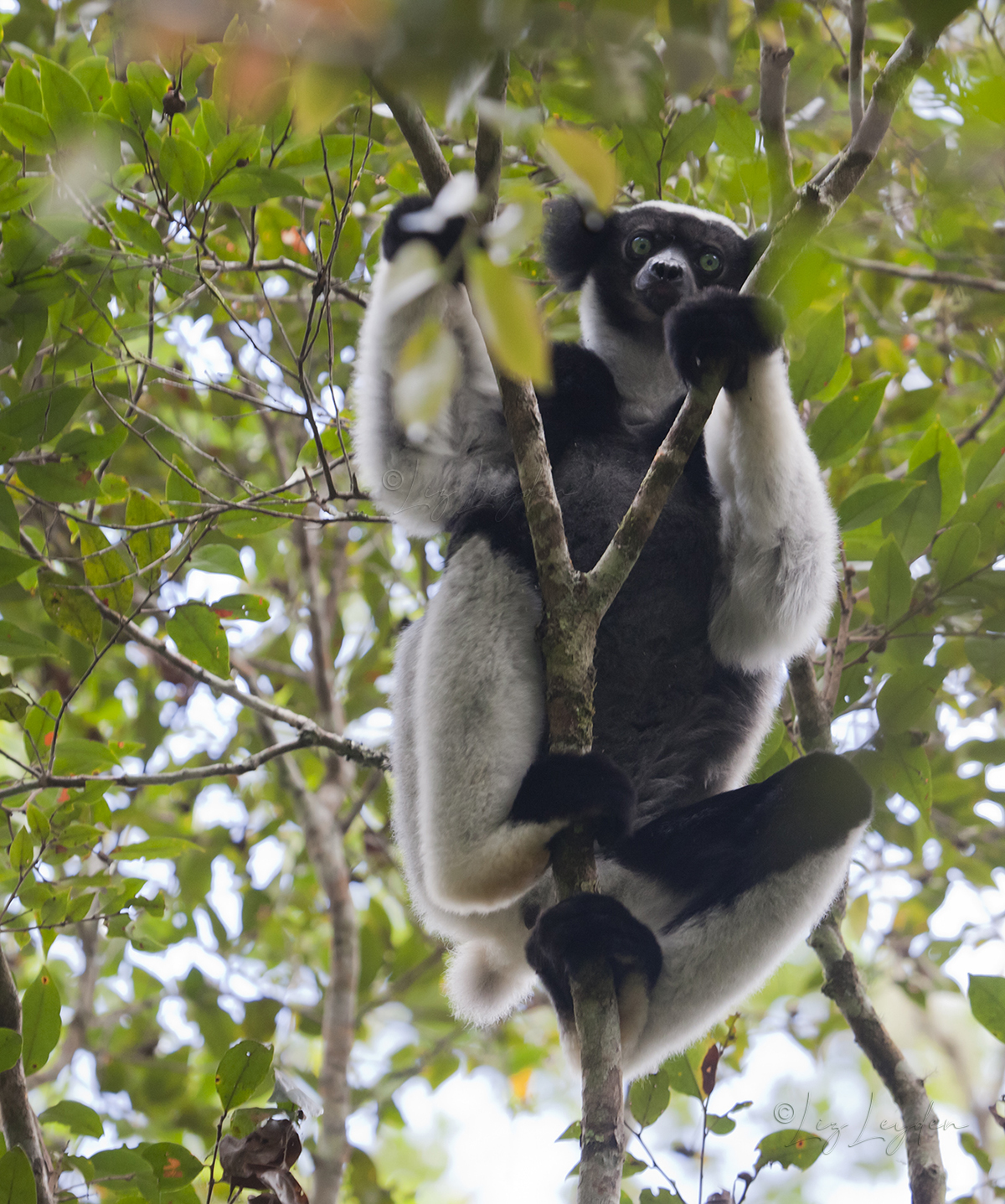 Indri Indri in a tree