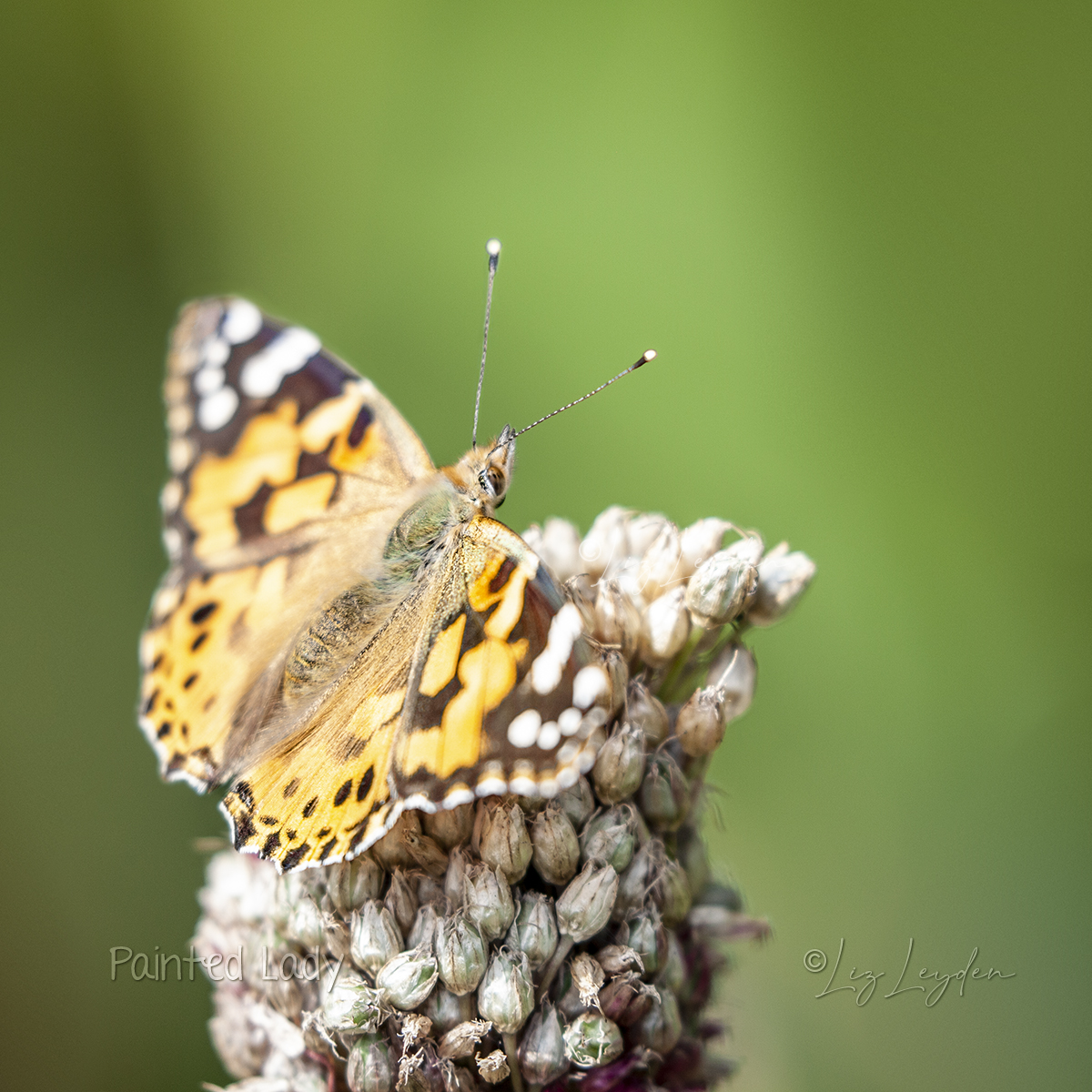 A Painted Lady Butterfly