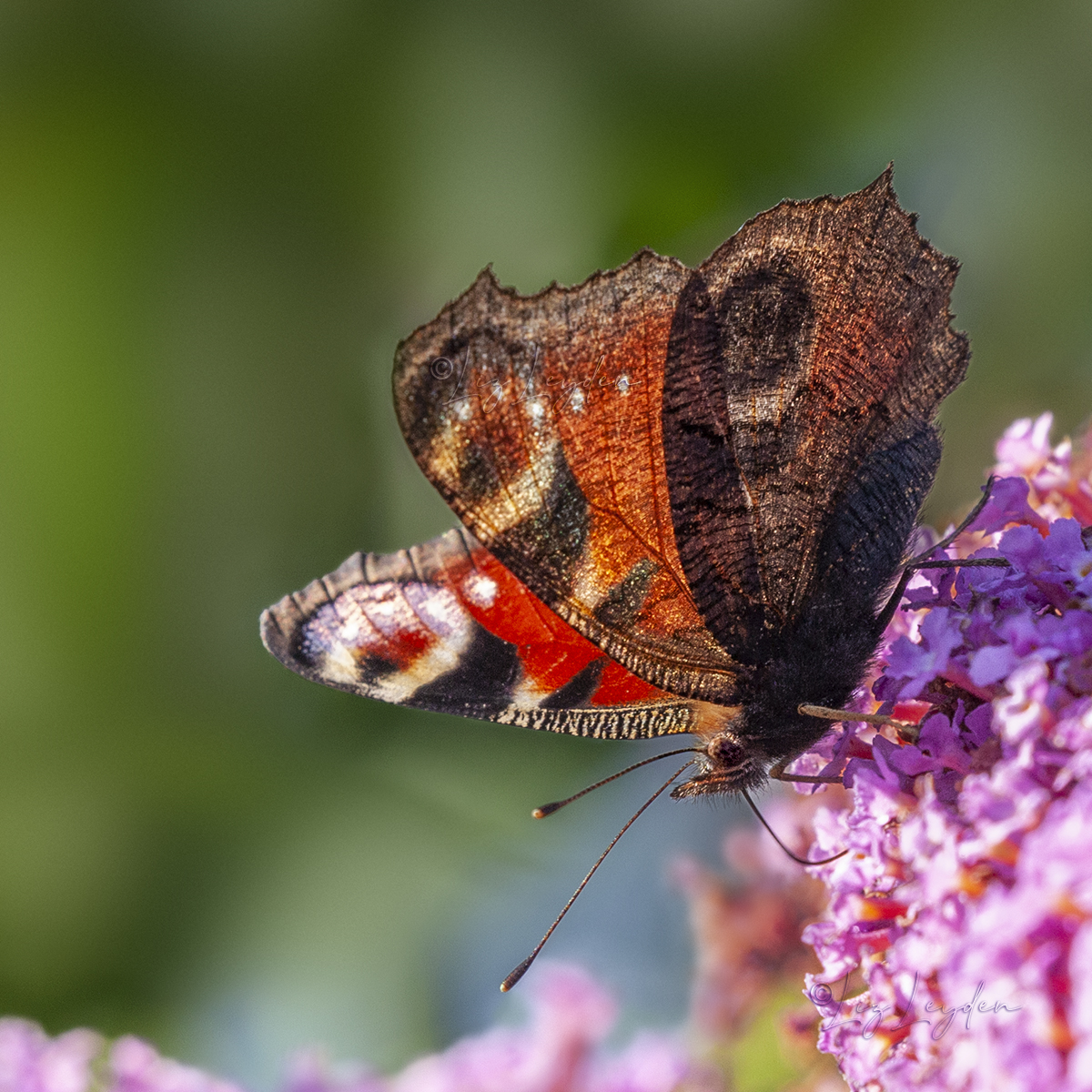 Peacock Butterfly nectaring from Buddleja flower