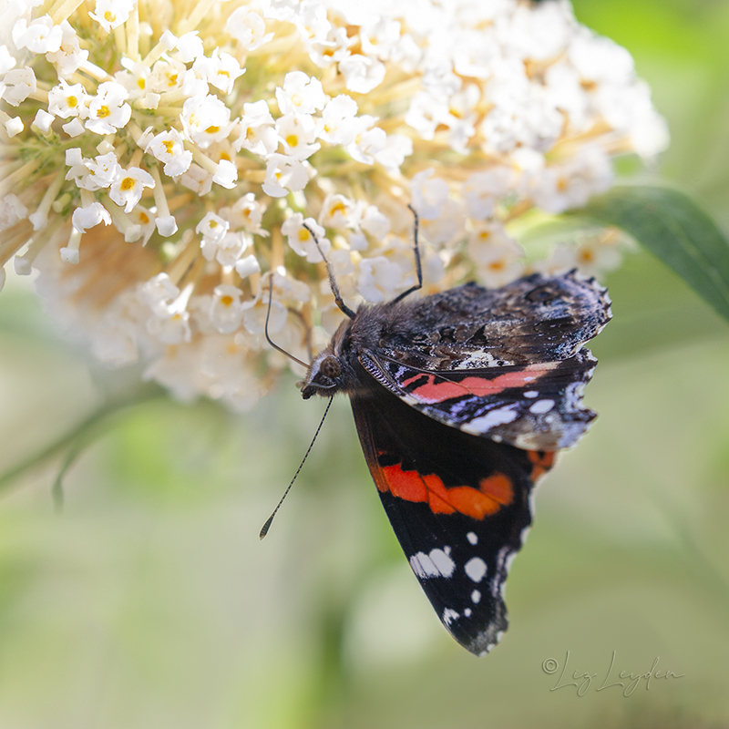 A Red Admiral butterfly upside down on a white Buddleja