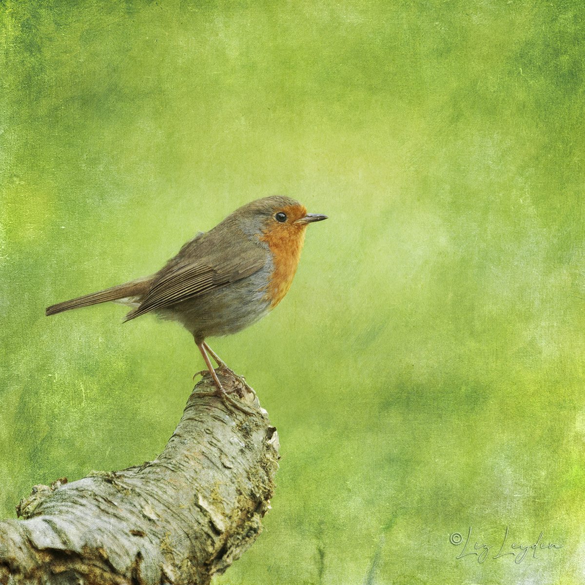 European Robin