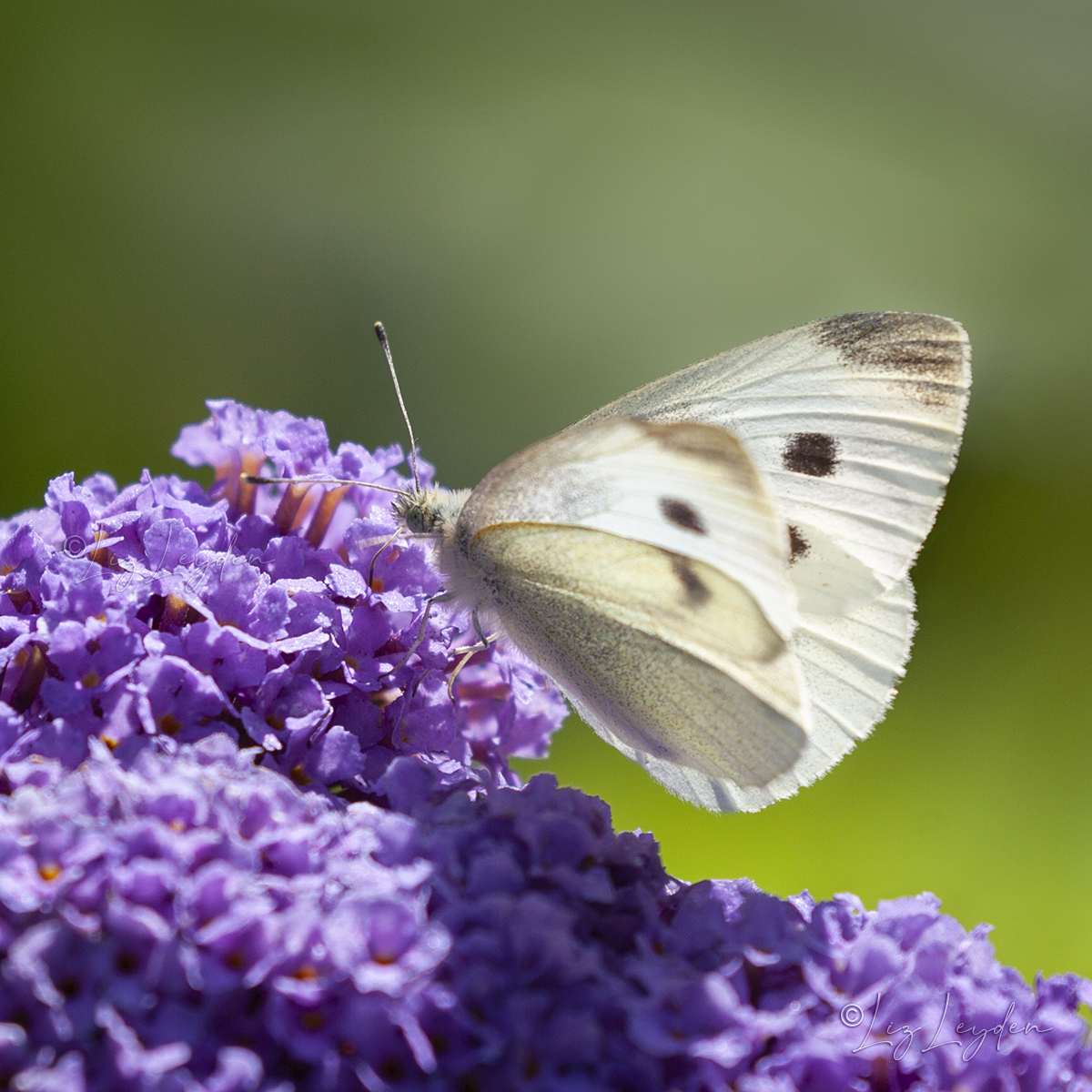 Small White Butterfly, Pieris rapae, nectaring from a purple Buddleja flower