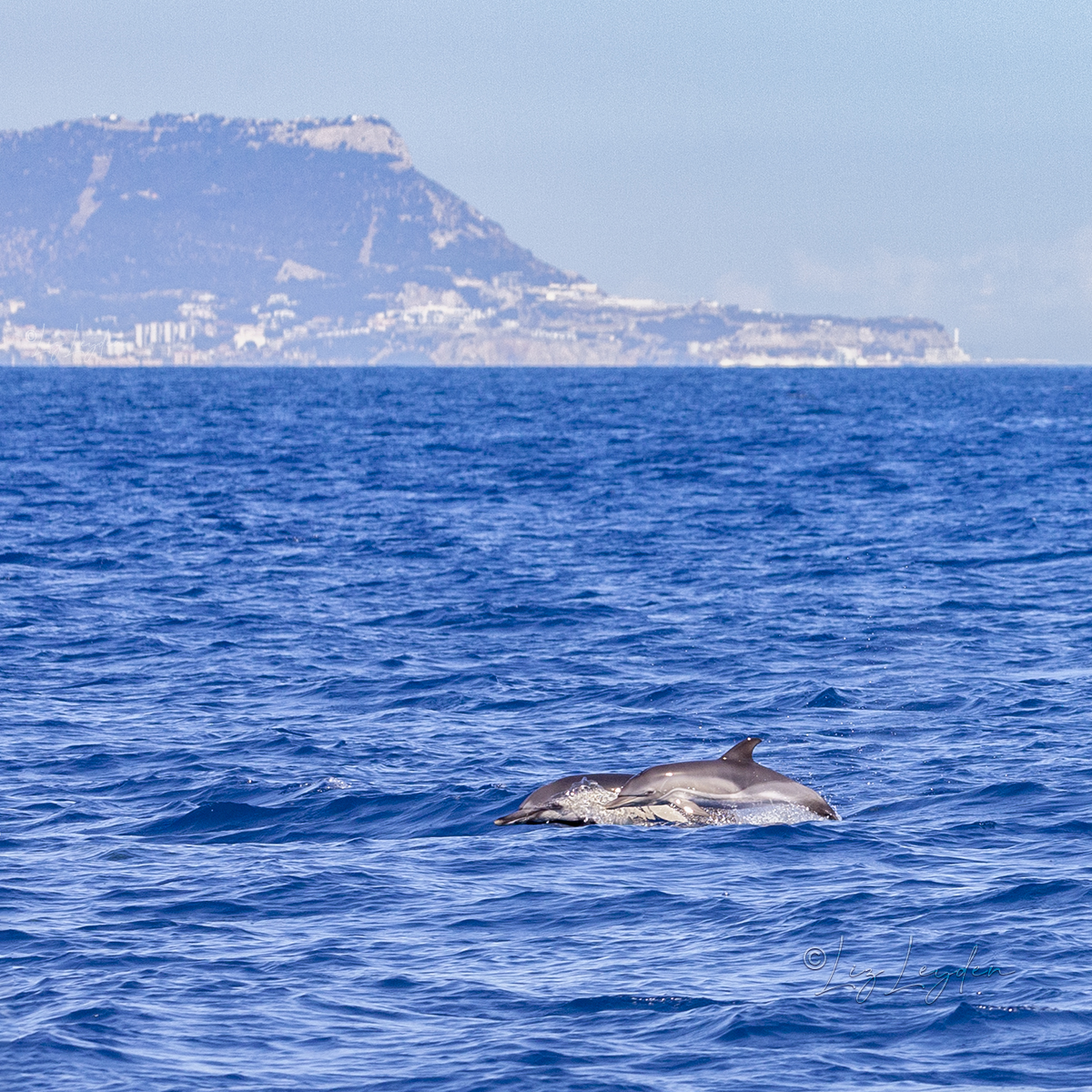 Two Common Dolphins in front of the Rock of Gibraltar