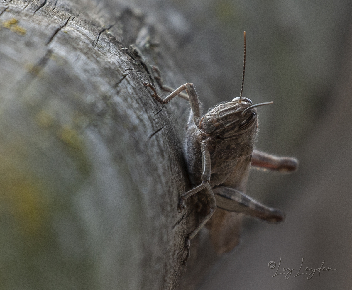 Egyptian Locust