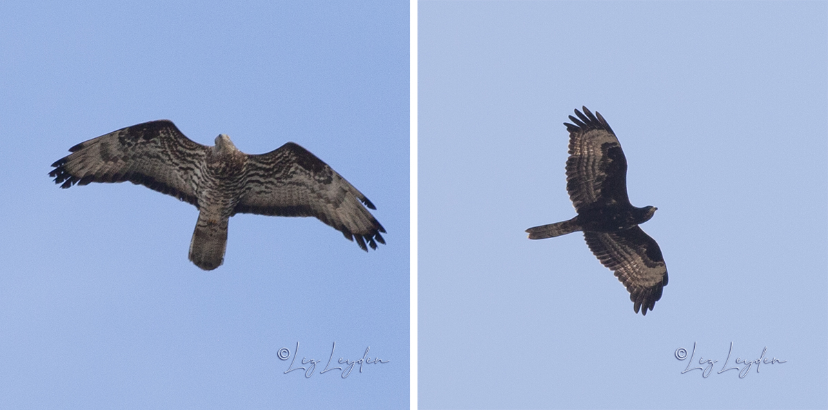 Two flying Honey Buzzards with different plumages