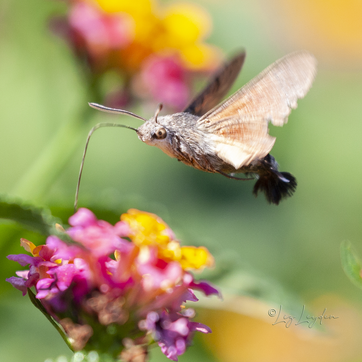 Hummingbird Hawkmoth nectaring