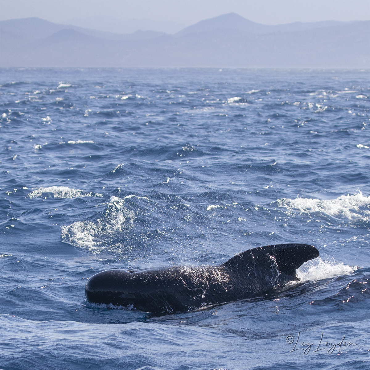 Long-finned Pilot Whale