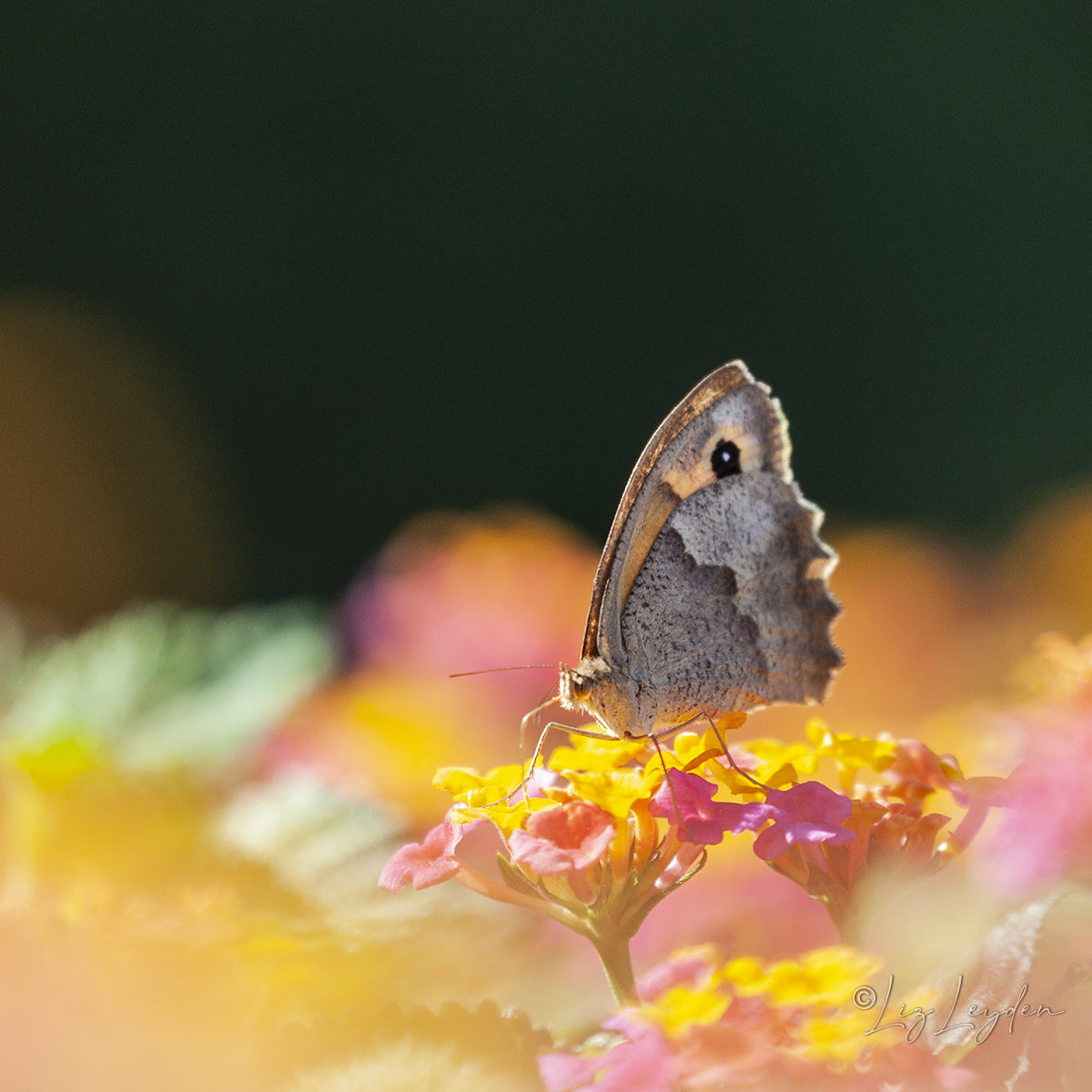 Meadow Brown butterfly on Lantana