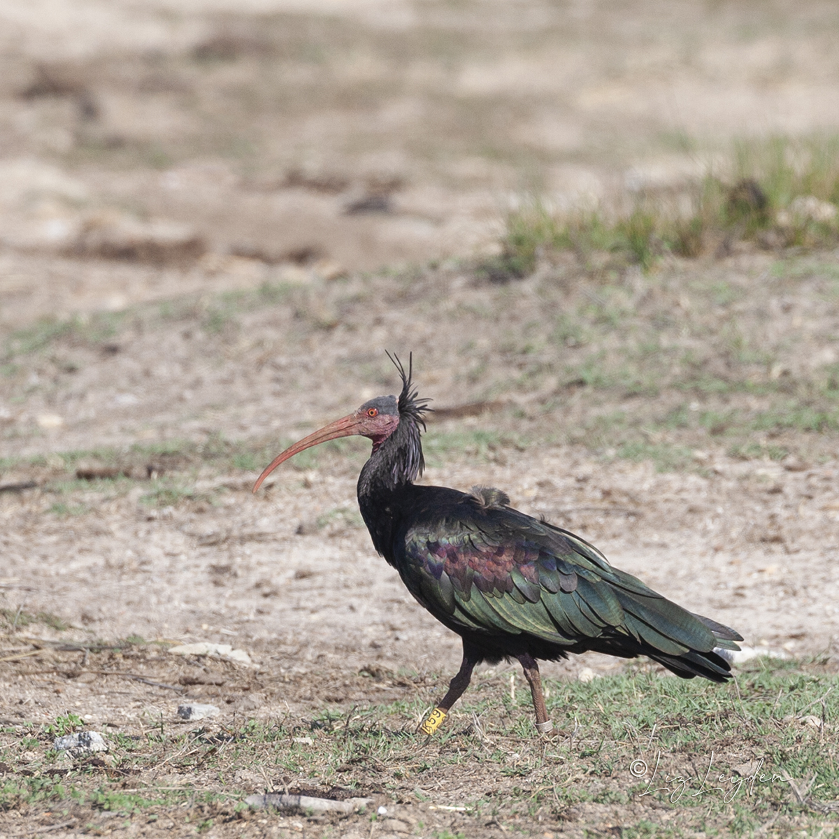 Northern Bald Ibis