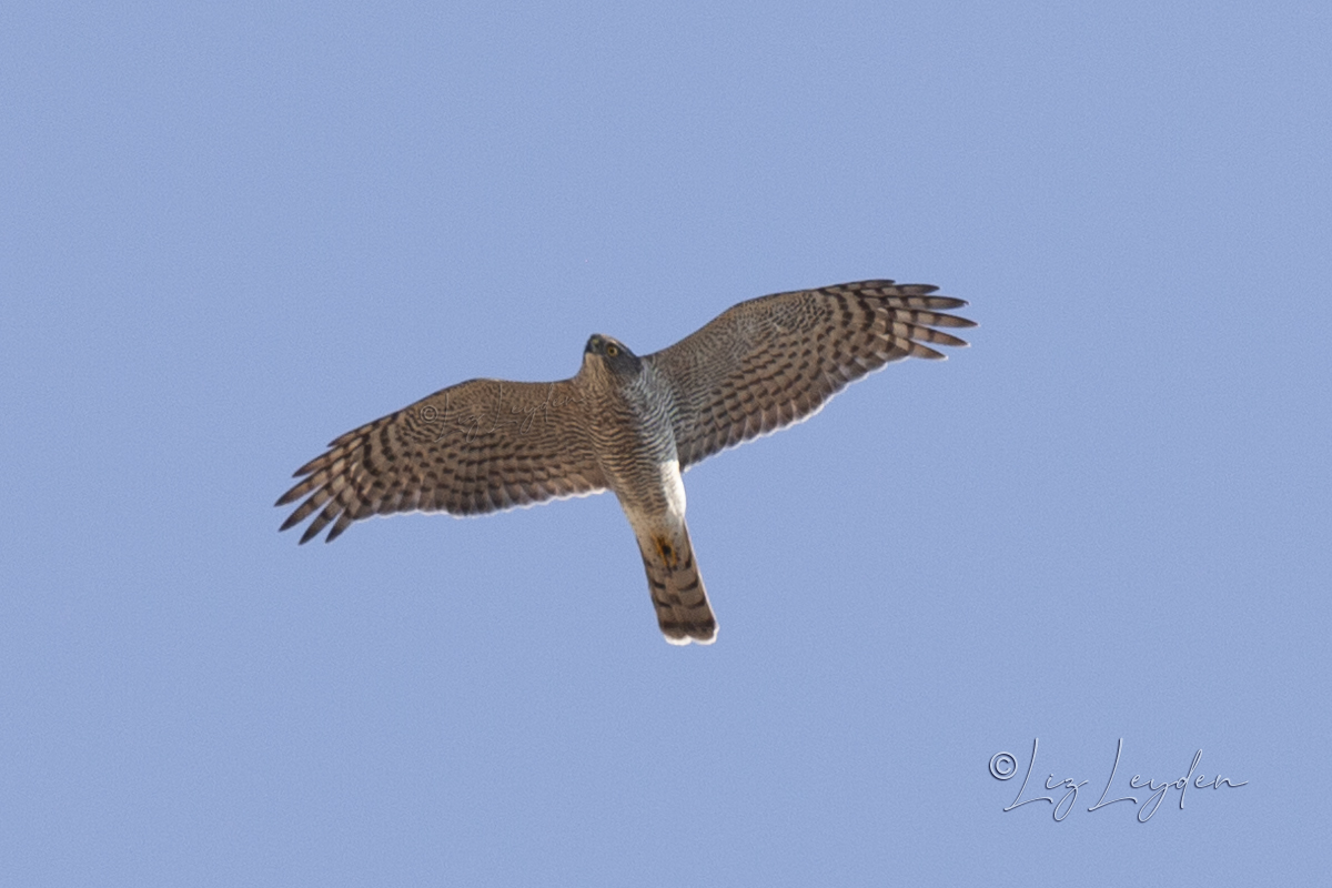 Soaring male Sparrowhawk