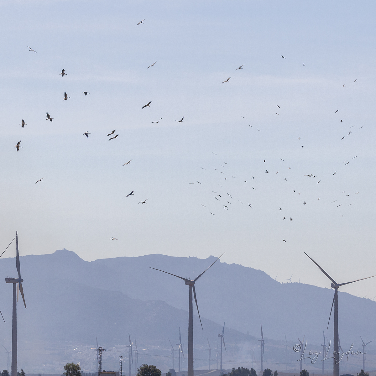 White storks and wind farm