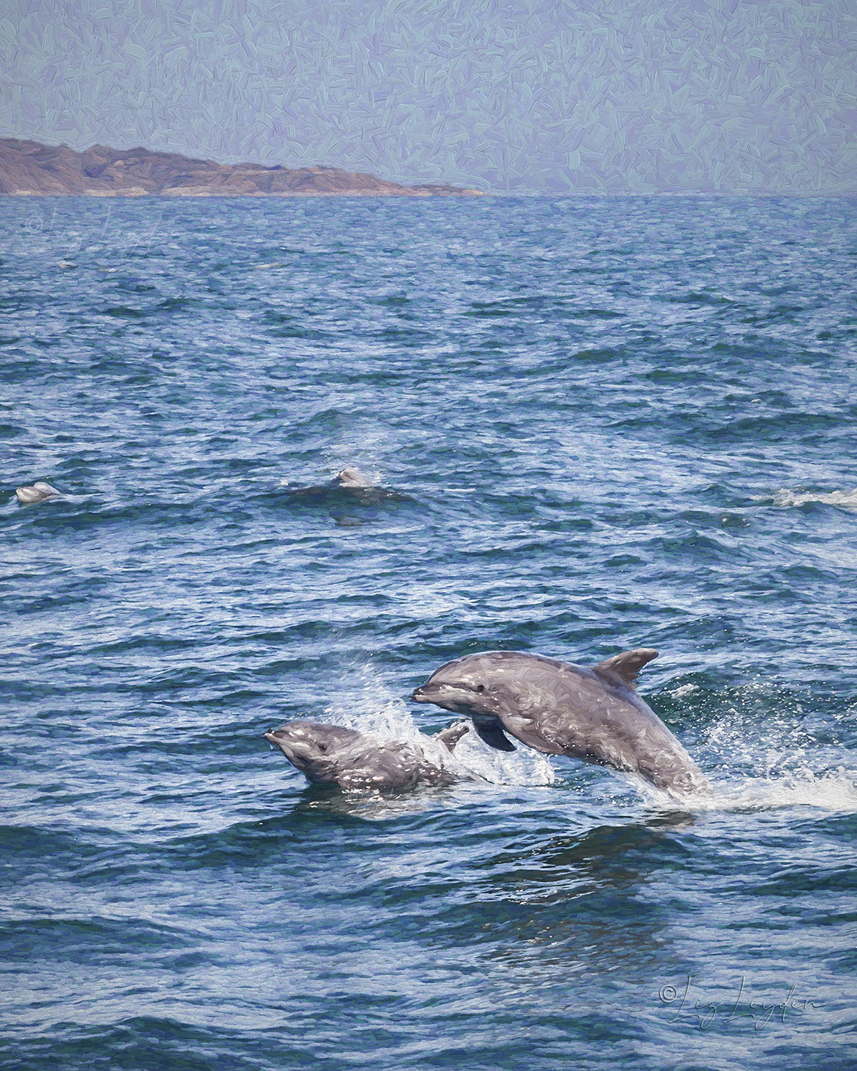 Bottlenose Dolphins