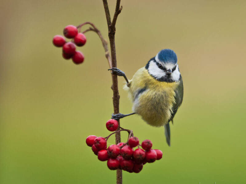 A Blue Tit on Hawthorn Berries