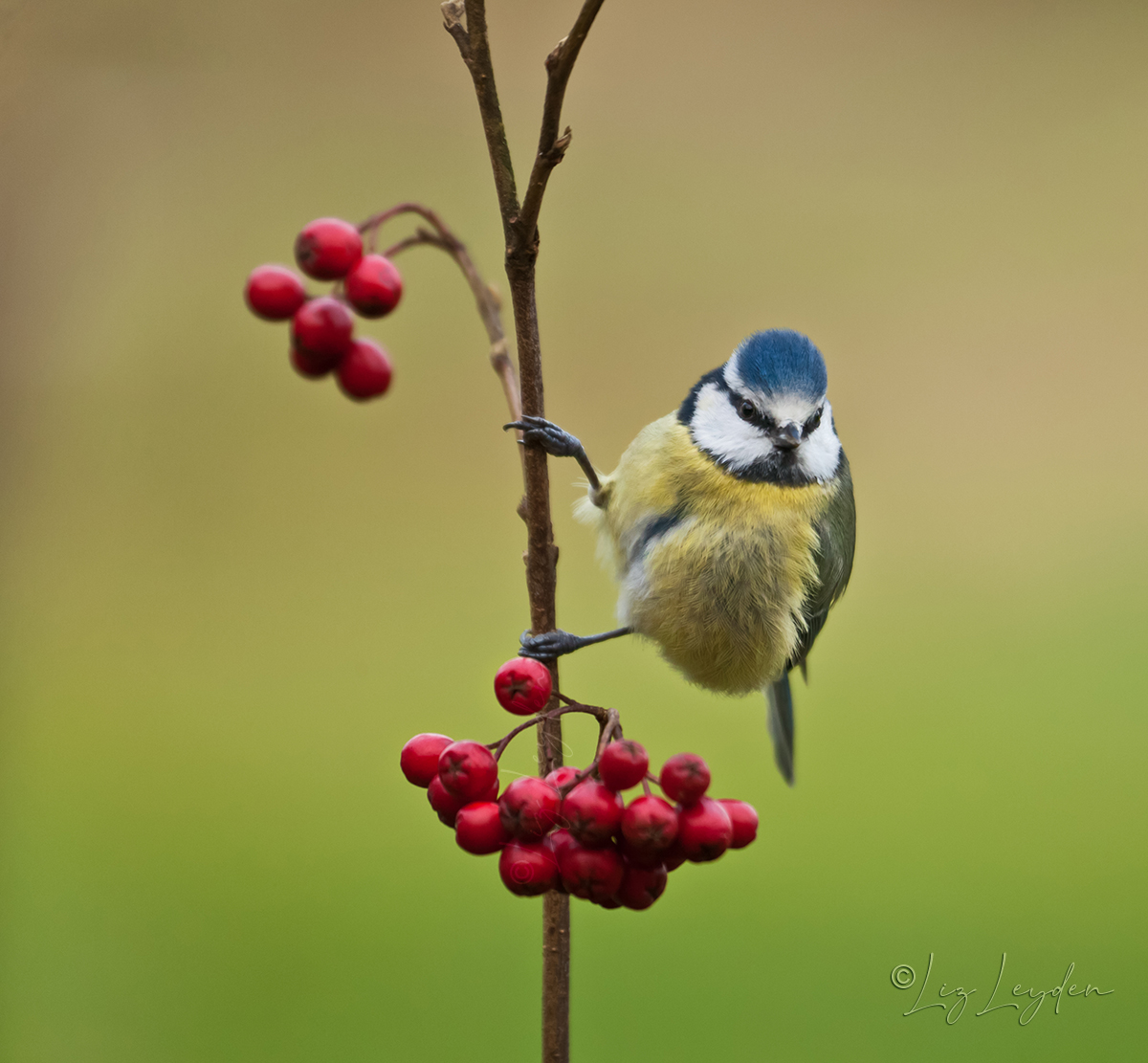 A Blue Tit on Hawthorn Berries