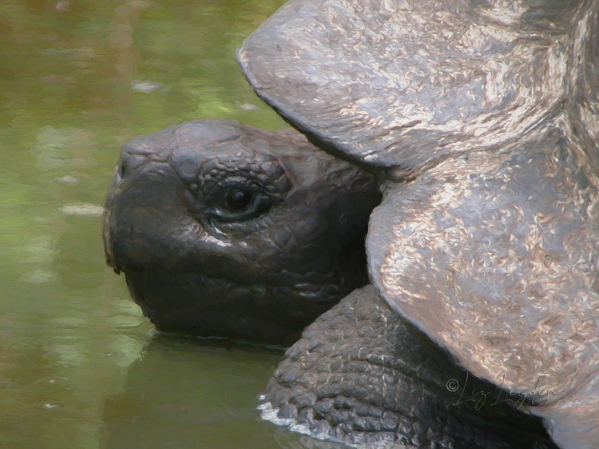 Galapagos Giant Tortoise in a puddle