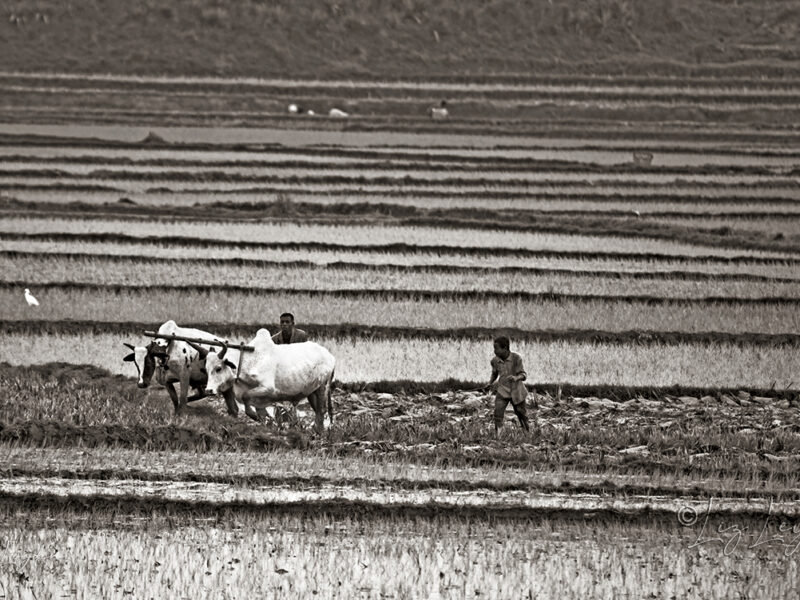 Paddyfield being worked with oxen