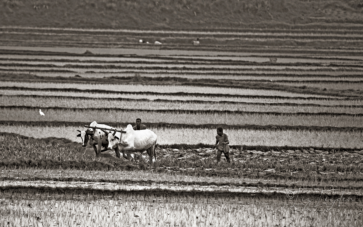 Paddyfield being worked with oxen