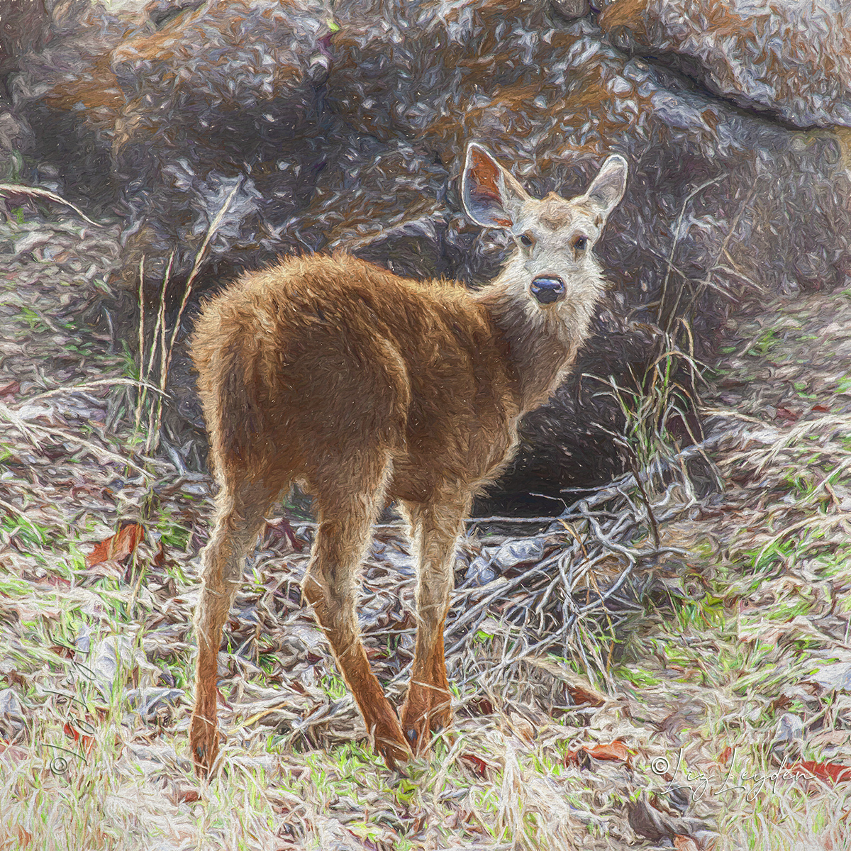 A Sambar Deer fawn