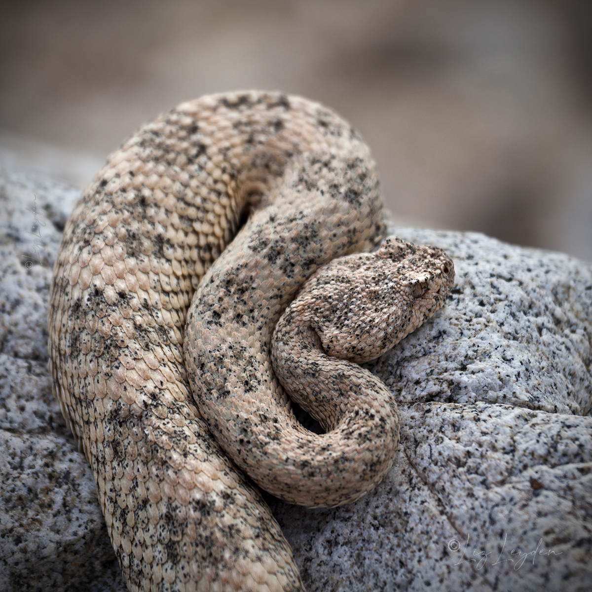 Speckled Rattlesnake