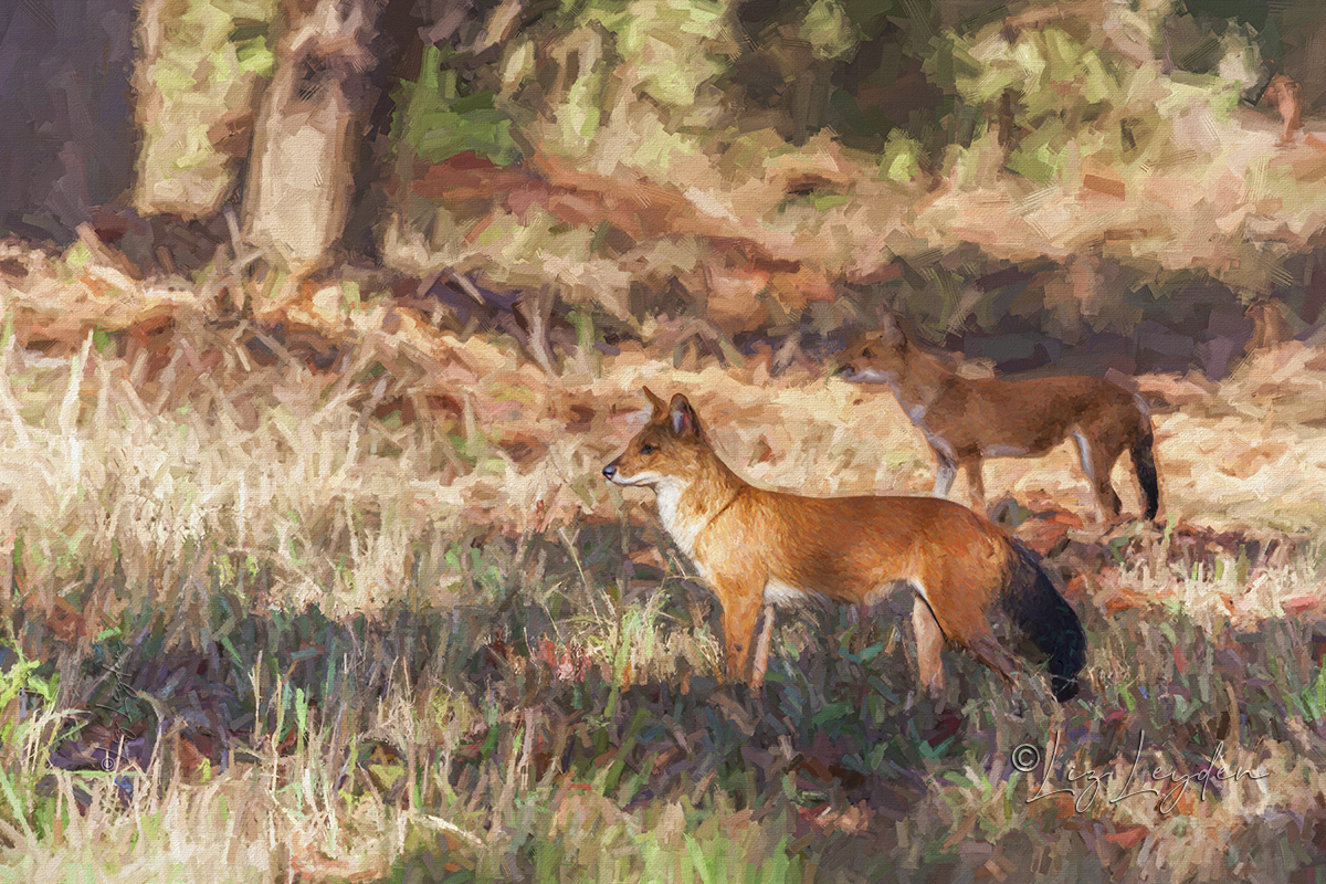 Two alert Dholes