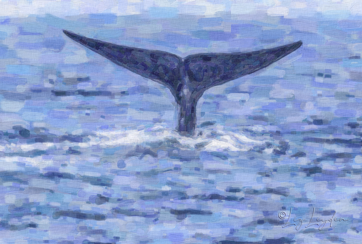 Blue Whale tail