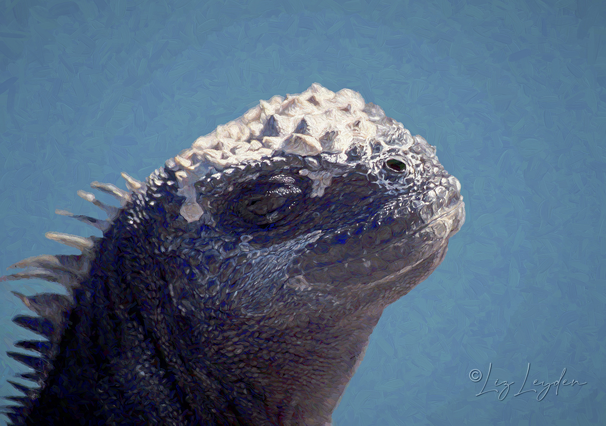 Profile portrait of a Marine Iguana