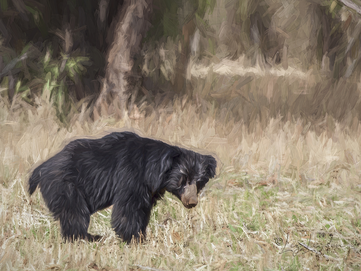 A Sloth Bear standing in Tadoba National Park, India