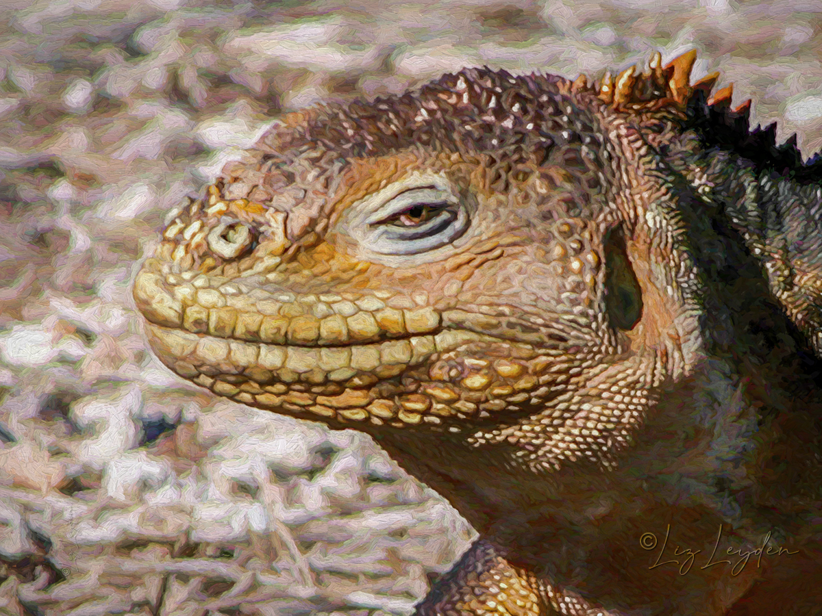 A 'smiling' wild Galapagos Land Iguana,