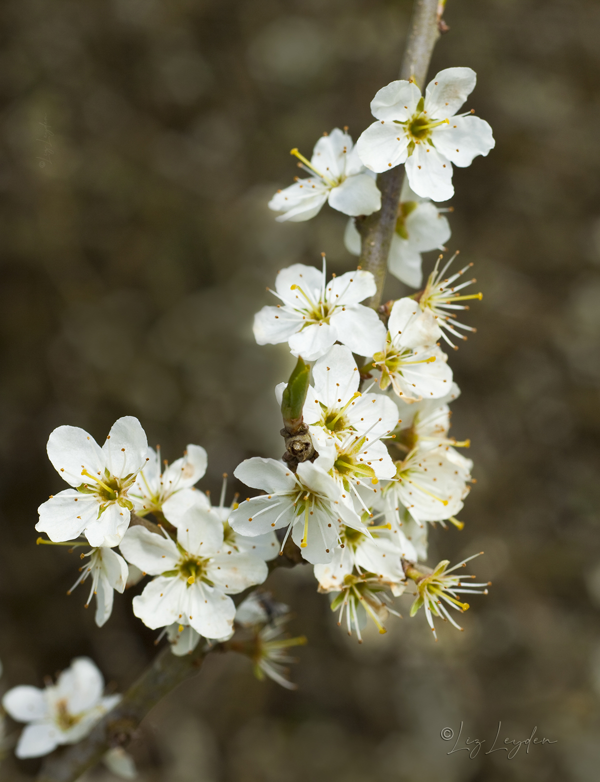 Blossom of Blackthorn aka Sloe