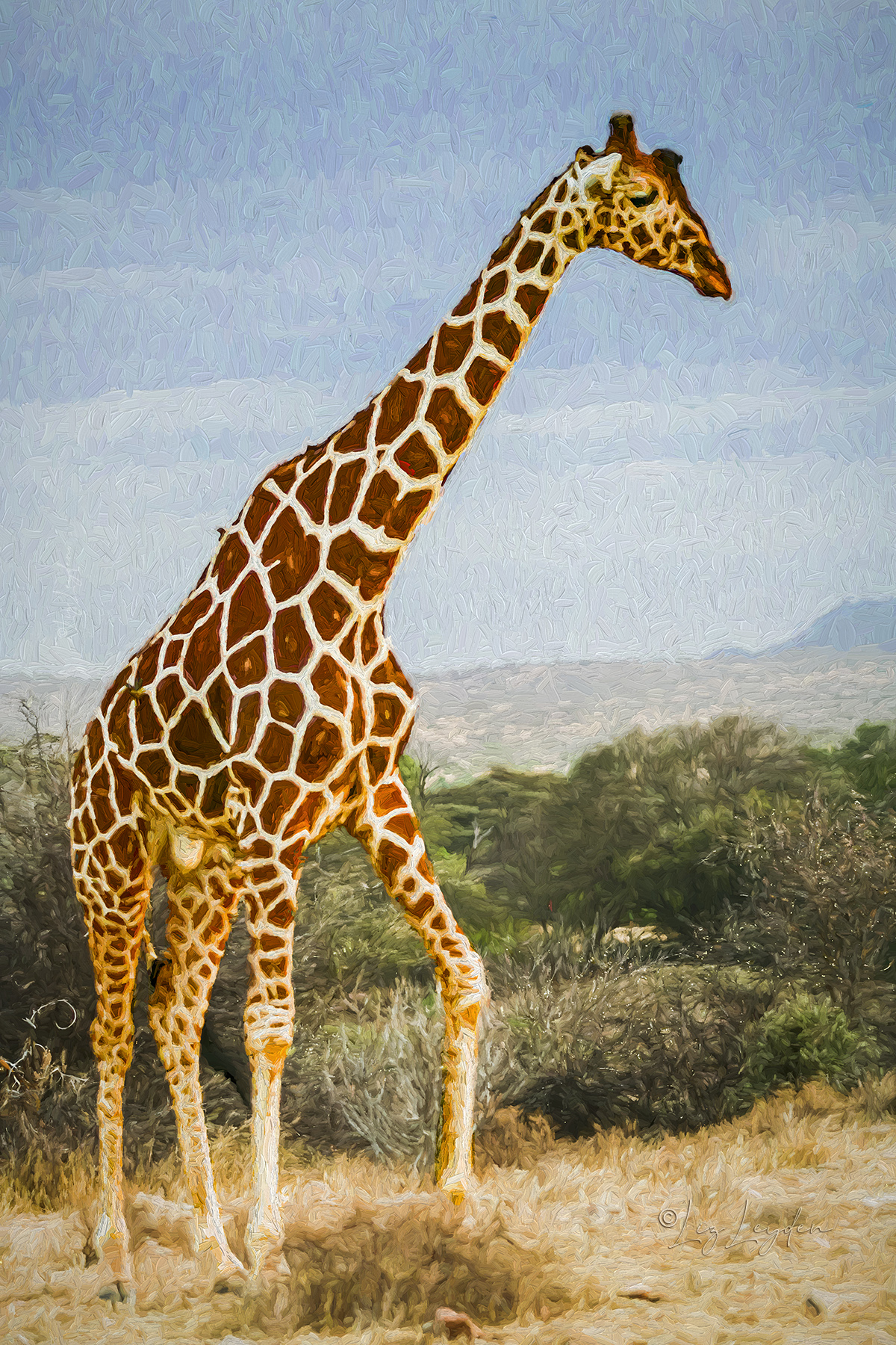 Reticulated Giraffe