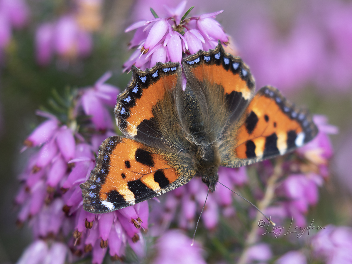 Small Tortoiseshell Butterfly on Heather