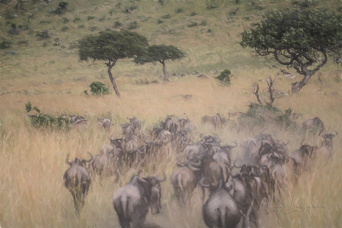 Wildebeest on migration through Red Oat Grass