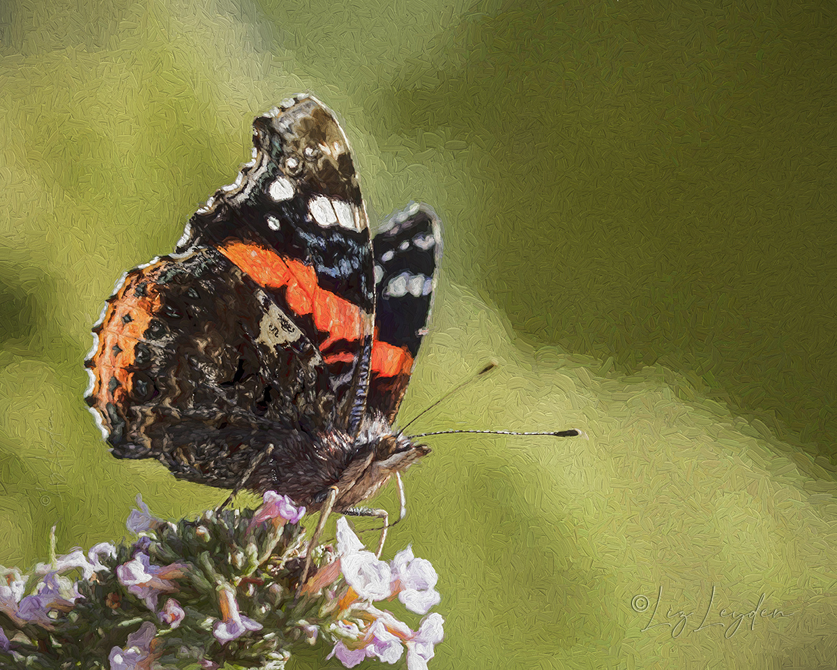 Red Admiral butterfly, nectaring