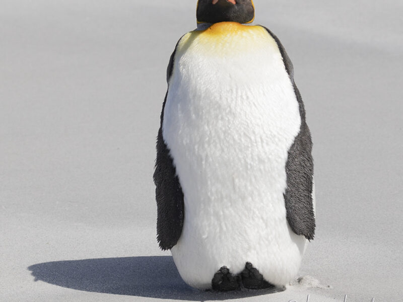 King Penguin standing on a sandy beach