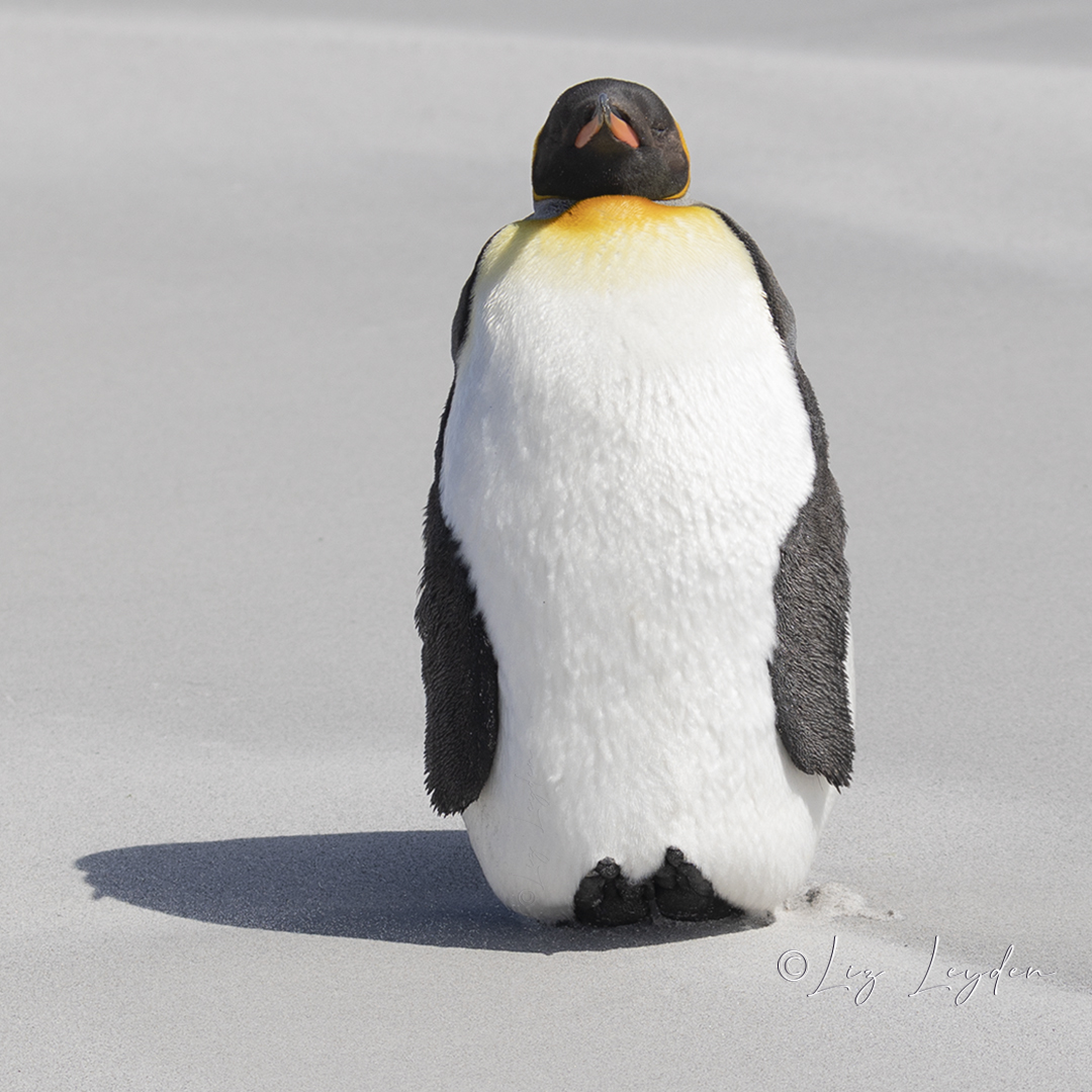 King Penguin standing on a sandy beach