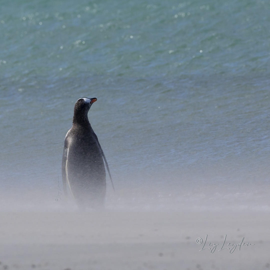 A Gentoo Penguin looking contemplative while standing on a sandy beach.