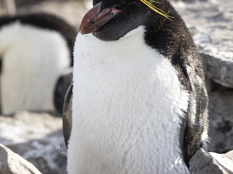 Macaroni Penguin, standing.