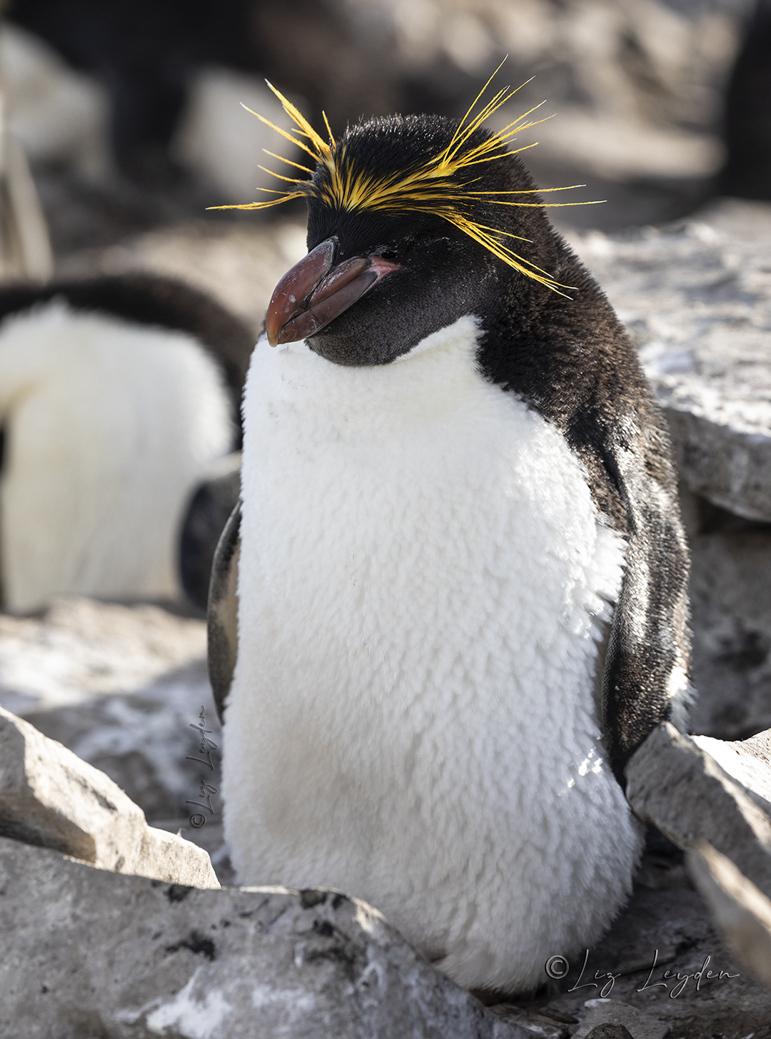 Macaroni Penguin, standing.